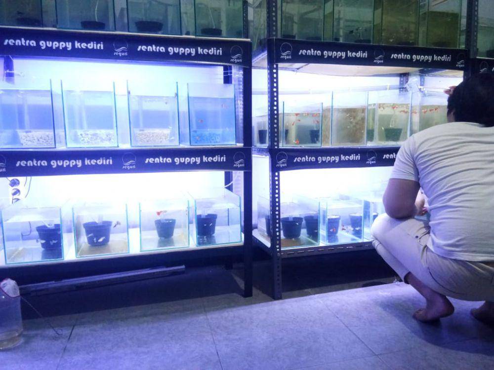 Bisnis ikan hias Guppy menggeliat di tengah musim pandemik corona, IDN Times / istimewa