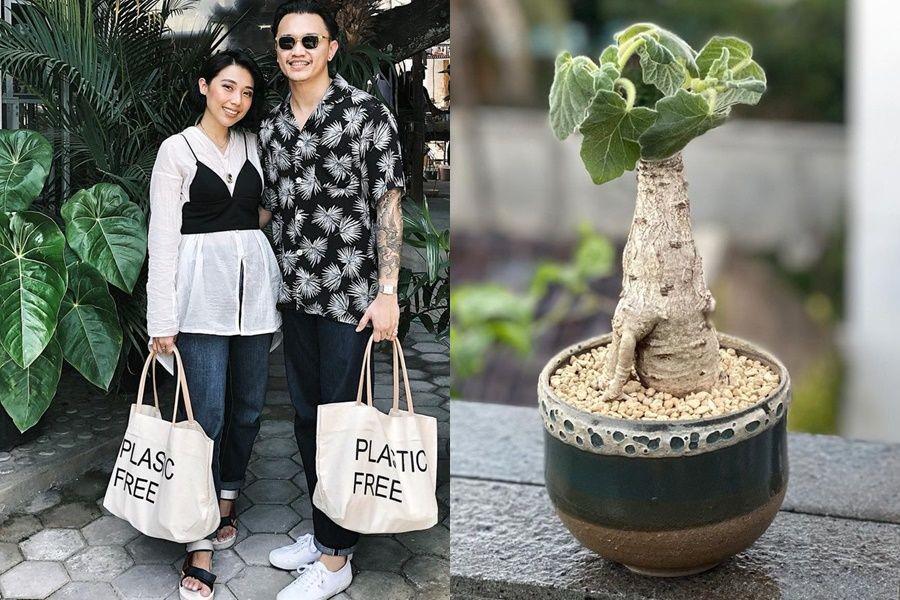 Ide Koleksi Tanaman Hias dari Ernanda Putra, Koleksi Bonsainya Menarik