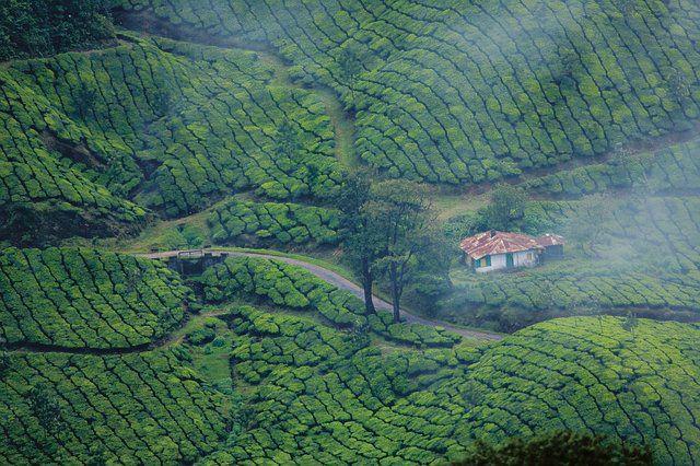 Cocok untuk Liburan Keluarga, Ini 5 Rekomendasi Agrowisata di Bali