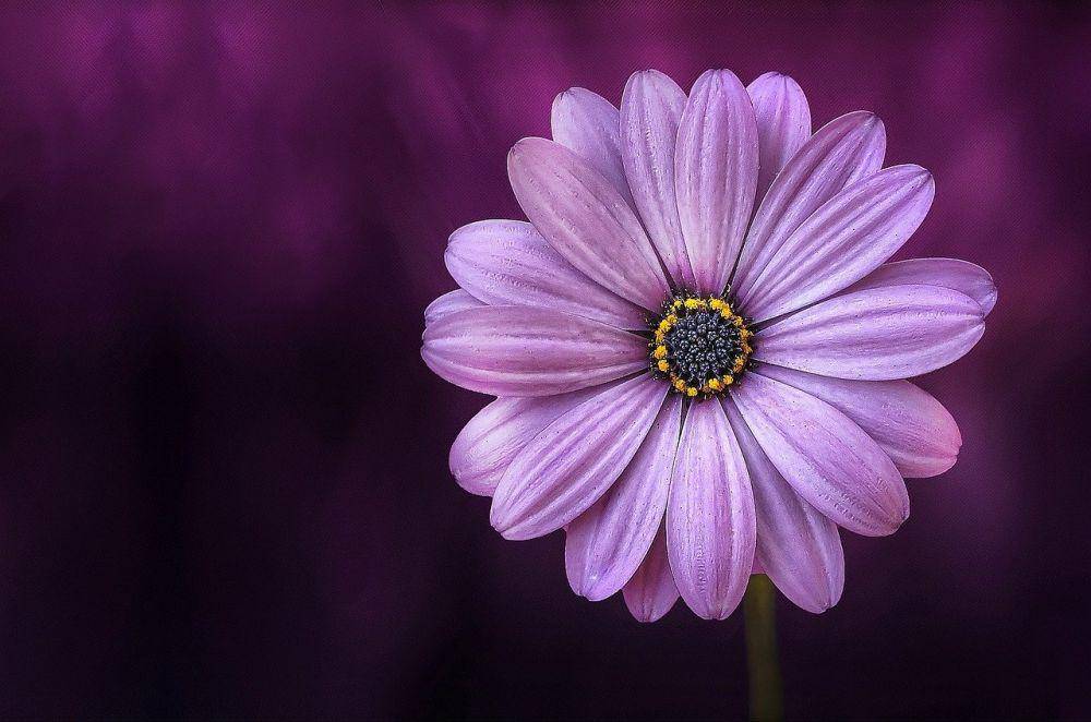 Pixabay.com/Bessi