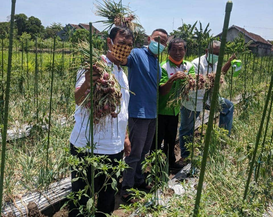 Olah Bawang Merah Pascapanen, Petani Kalasan Raup Cuan 200 Persen