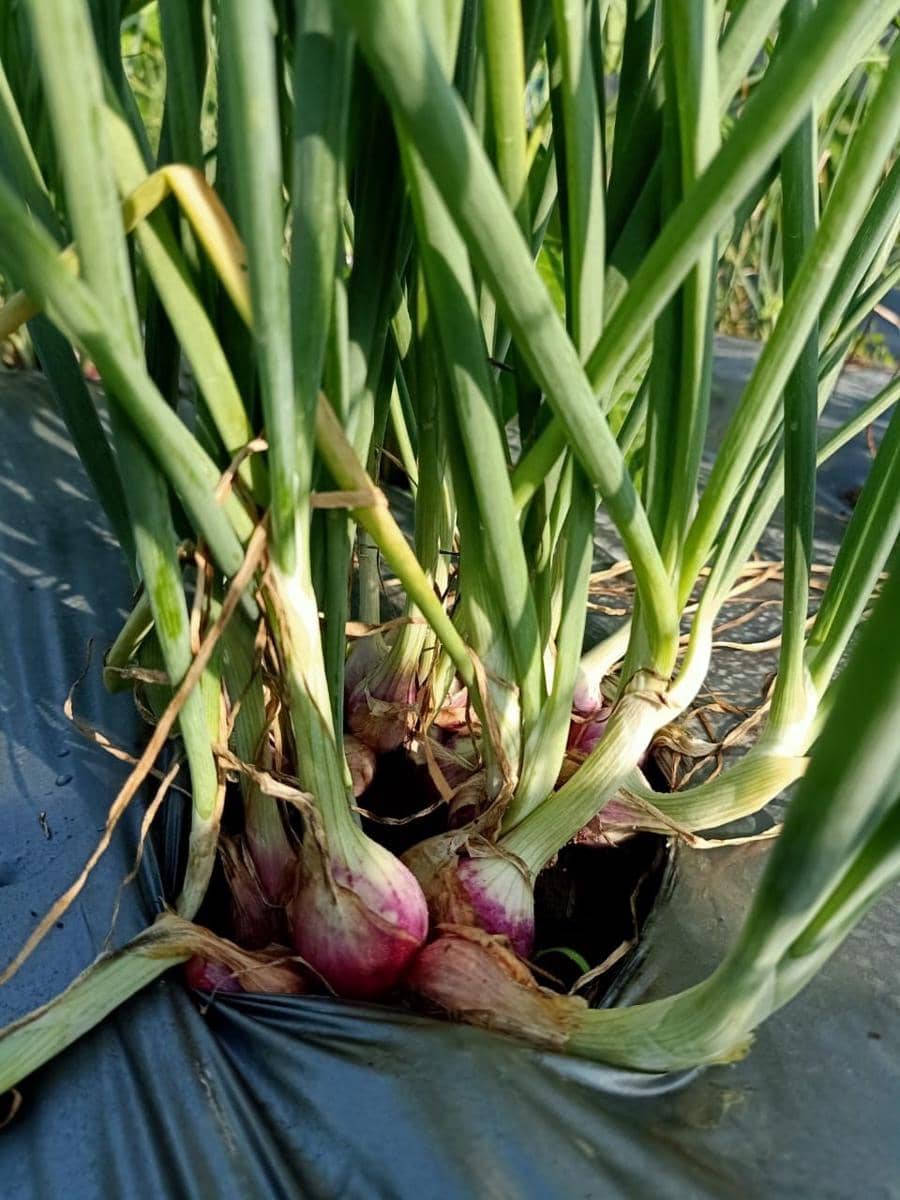 Bawang merah hasil panen Petani Kalasan. Dok: istimewa