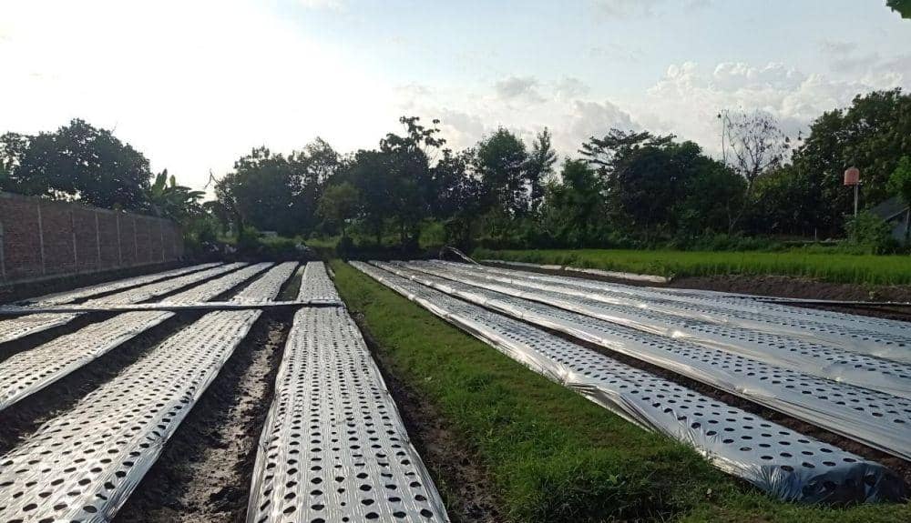 Lahan persawahan bawang merah milik Petani Kalasan. Dok: istimewa