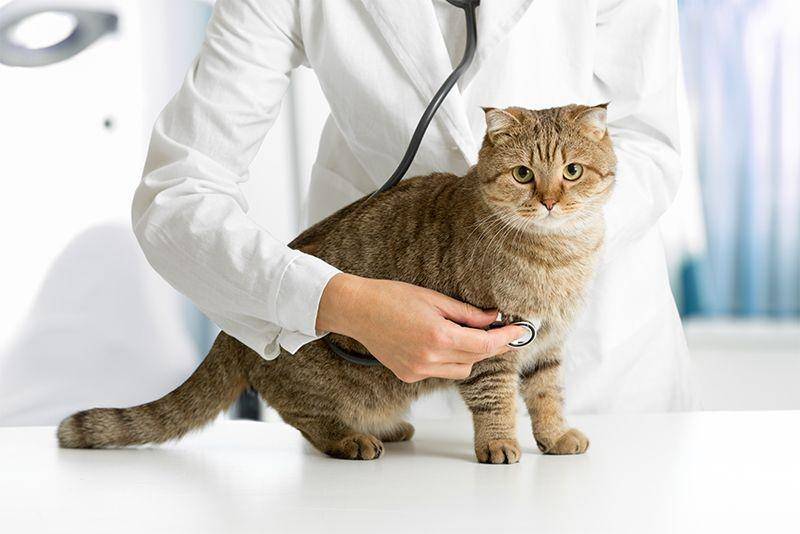 thecatvet.ae