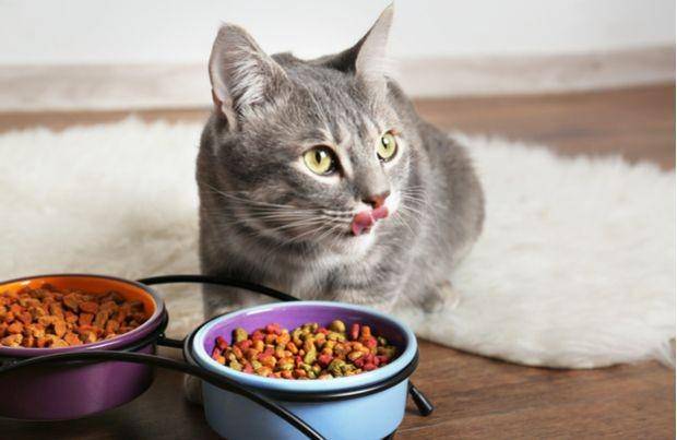 petcentral.chewy.com