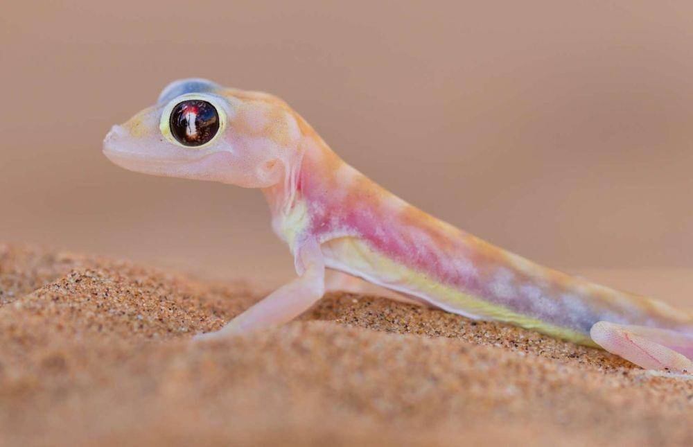 animalencyclopedia.info