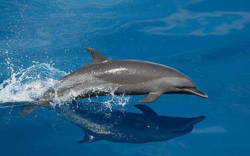 dolphins-world.com