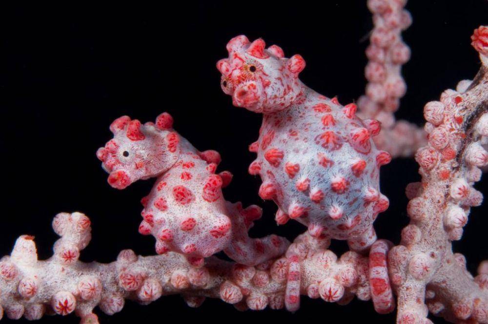 oceanrealmimages.com