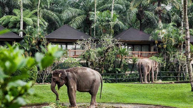 balielephanttrek.com