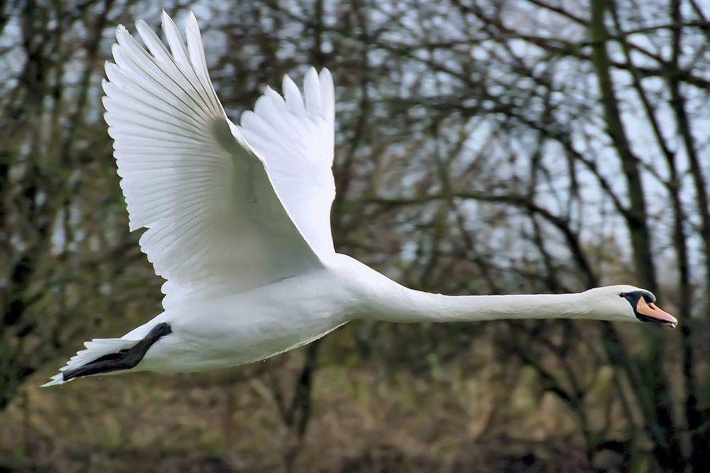 commons.wikimedia.org/Adrian Pingstone