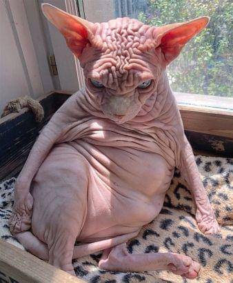 Instagram.com/Sphynxloverhause