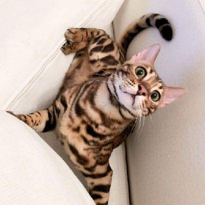 Instagram.com/sylvesterbengal