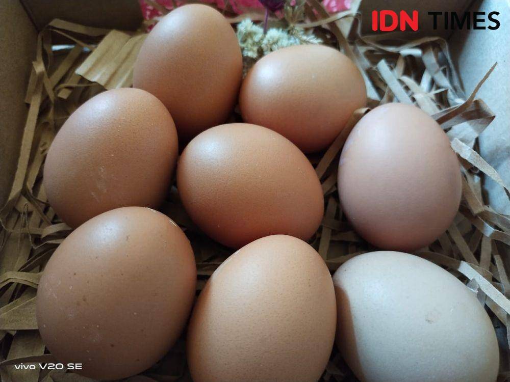Ilustrasi telur (IDN Times/Dhiya Awlia Azzahra)