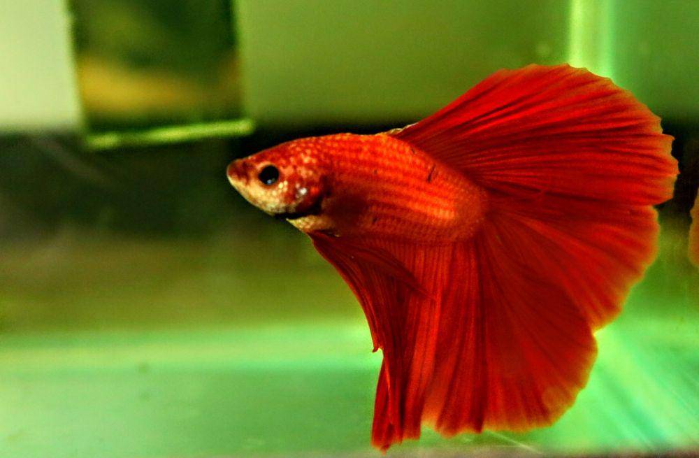Ikan cupang yang sudah dirapikan. IDN Times/Alfi Ramadana