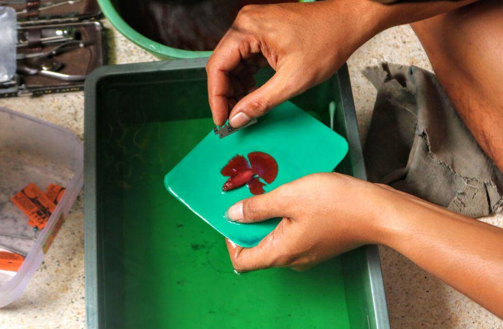 Proses merapikan beberapa sisi ikan cupang. IDN Times/Alfi Ramadana