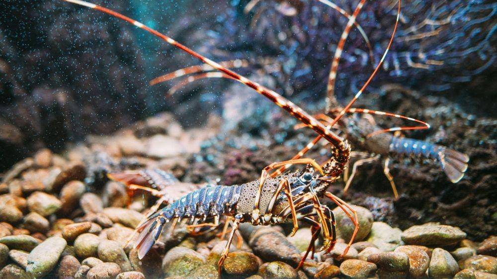 ilustrasi lobster air tawar (mentalfloss.com)