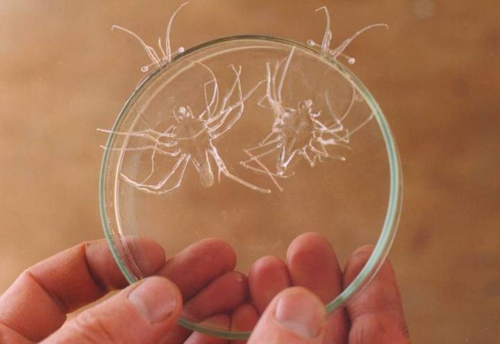 Benur dalam tahap phyllosoma. nzrocklobster.co.nz