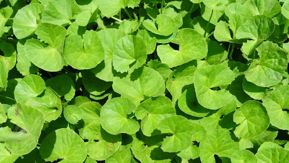 Manfaat Centella asiatica atau Pegagan, Tumbuhan Liar Pembasmi Jerawat