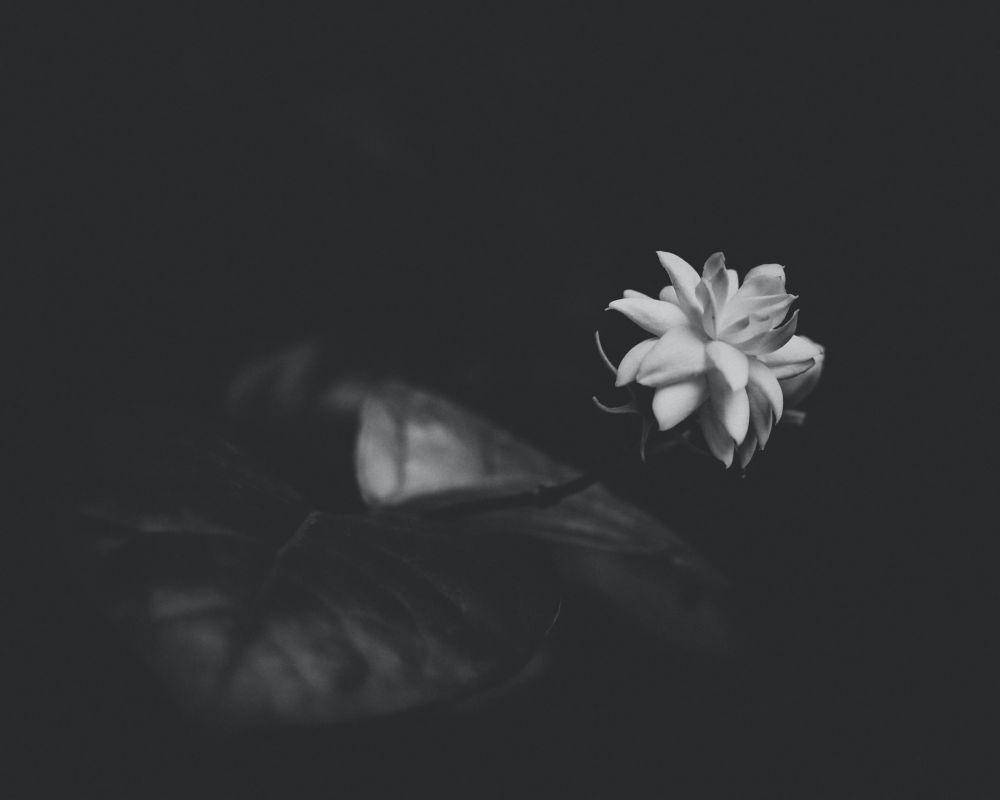 Unsplash.com/Shubham Shrivastava