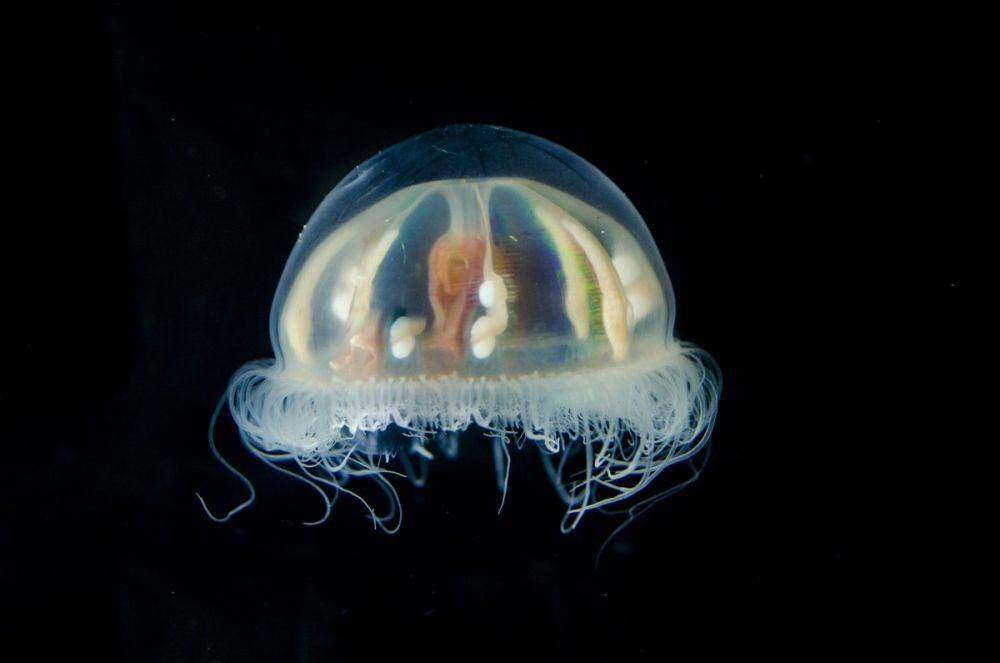twitter.com/deepseaimage