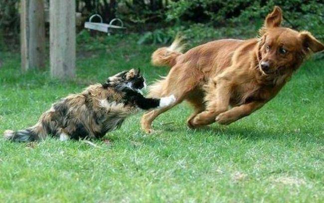 barkpost.com