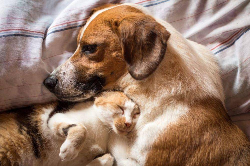 canna-pet.com