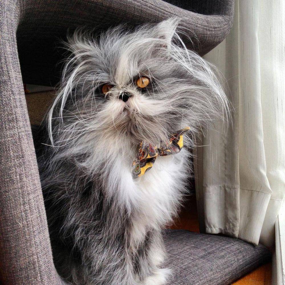 Instagram.com/atchoumthecat