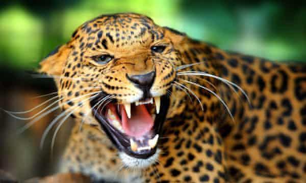 5 Fakta Unik Keluarga Kucing, Ada Puluhan Spesies Lho