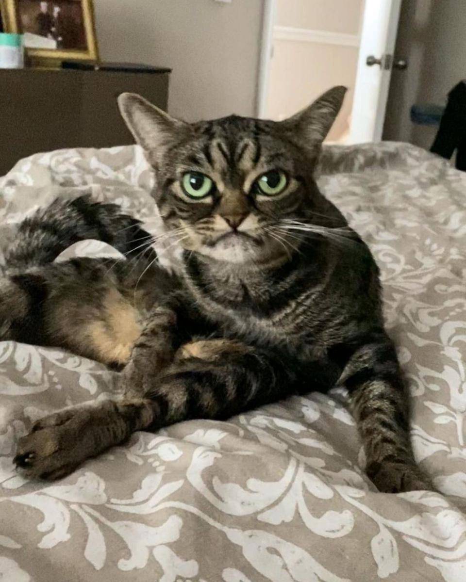 Instagram.com/grumpy_kitzia
