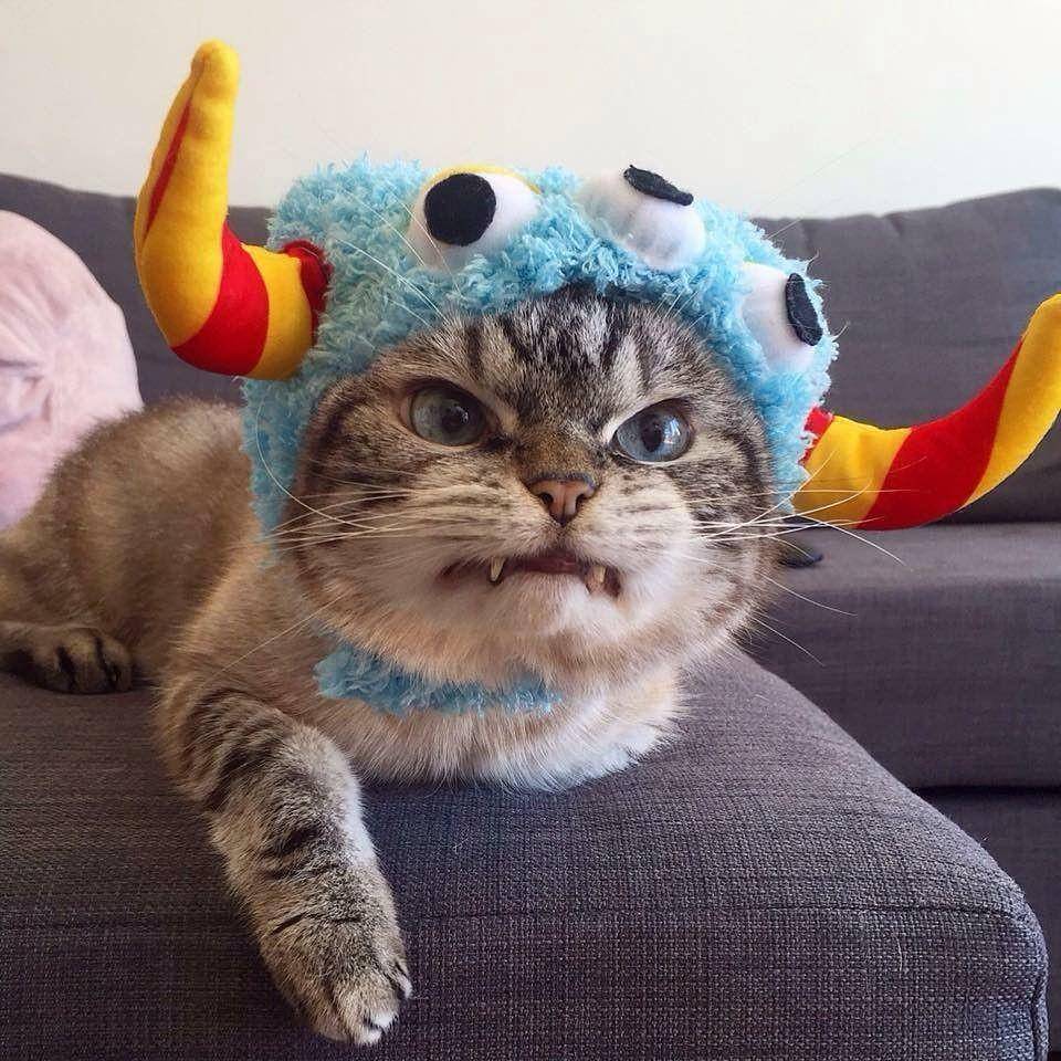Instagram.com/loki_kitteh