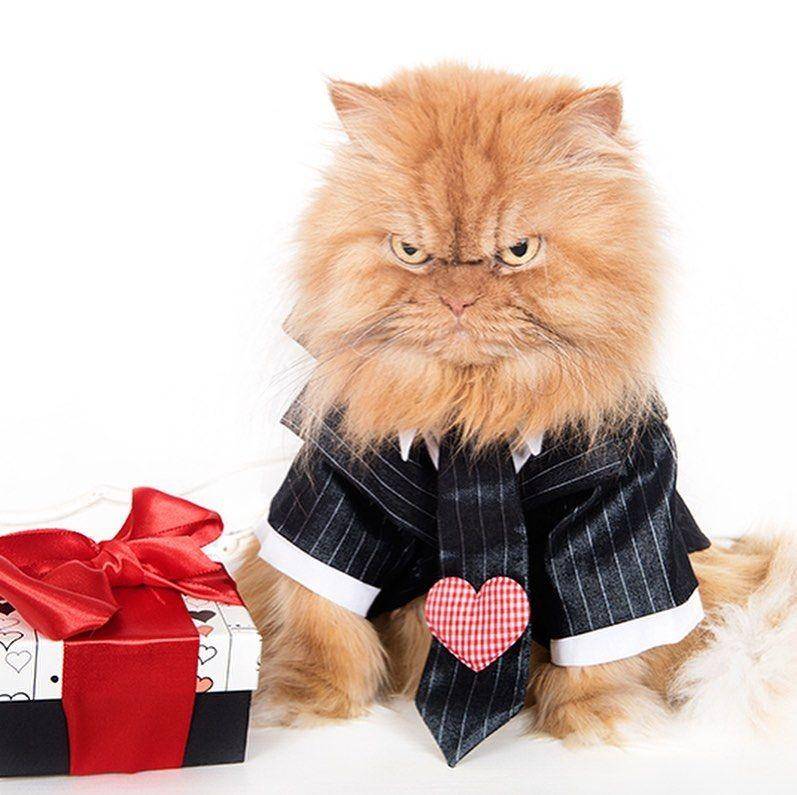 Instagram.com/meetgarfi