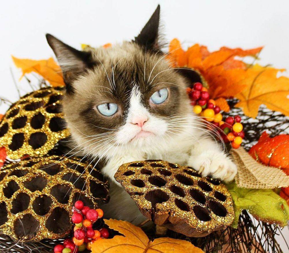 Instagram.com/realgrumpycat