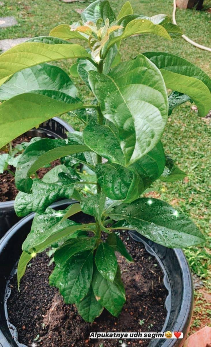 instagram.com/cutsyifaa