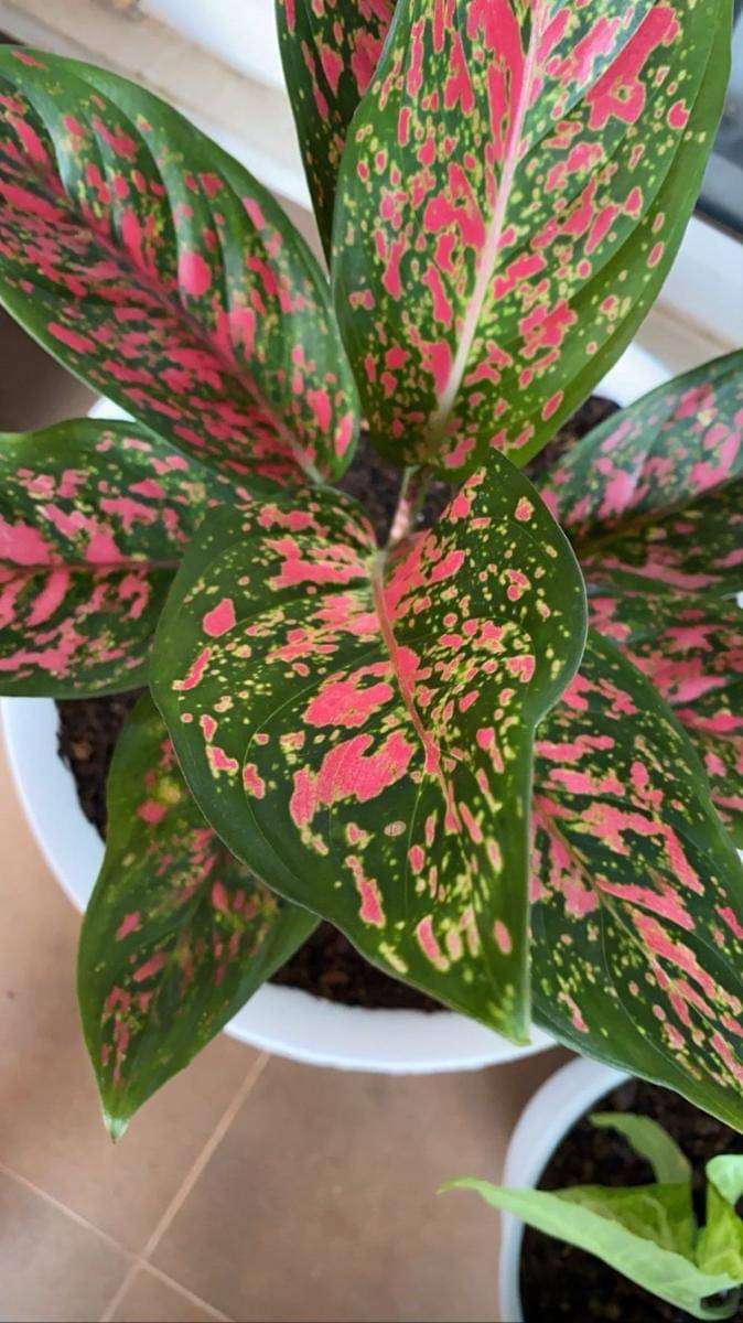 instagram.com/cutsyifaa