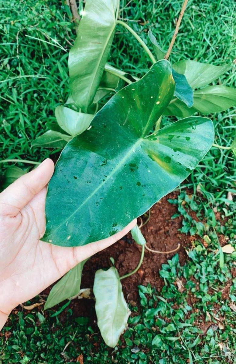 instagram.com/cutsyifaa