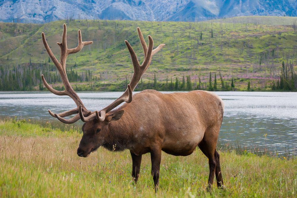 collinsdictionary.com