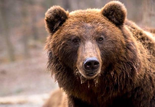 Menakjubkan! 10 Mamalia Darat Terbesar di Amerika Utara