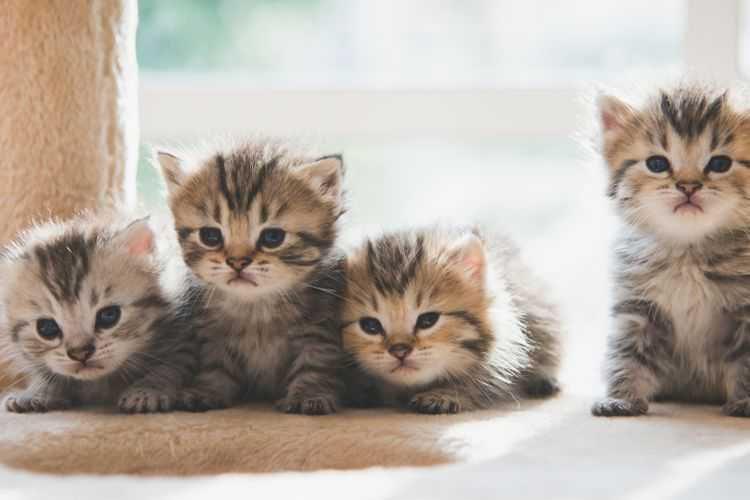 Tega! Pemuda Sumbawa ini Siksa Kucing, Anusnya Dibakar Pakai Mercon