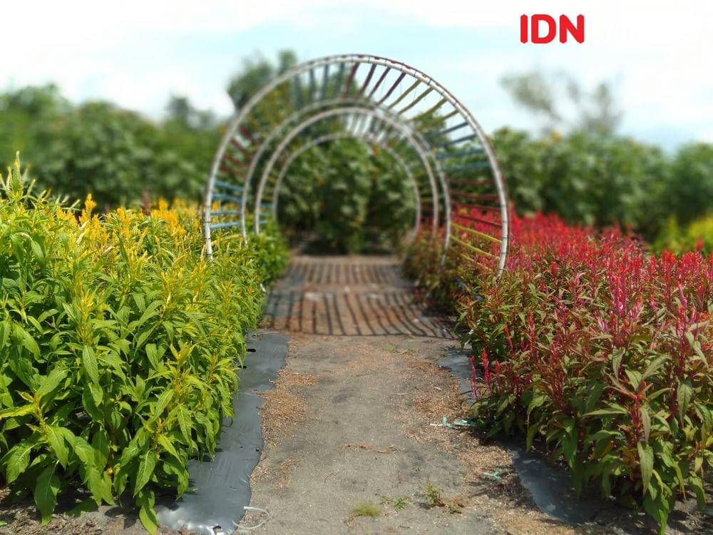Lorong salah satu tempat untuk berswafoto di Romantic Garden. IDN Times/Daruwaskita