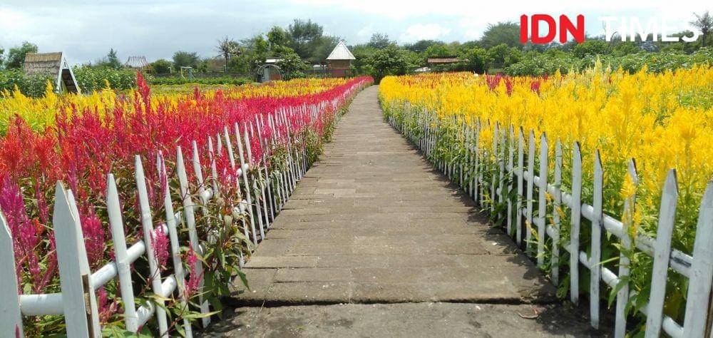 Kebun bunga Romantic Garden di Jalur Jalur Jalan Lintas Selatan (JJLS) Dusun Wonoroto, Desa Gadingsari, Kecamatan Sanden, Kabupaten Bantul. IDN Times/Daruwaskita