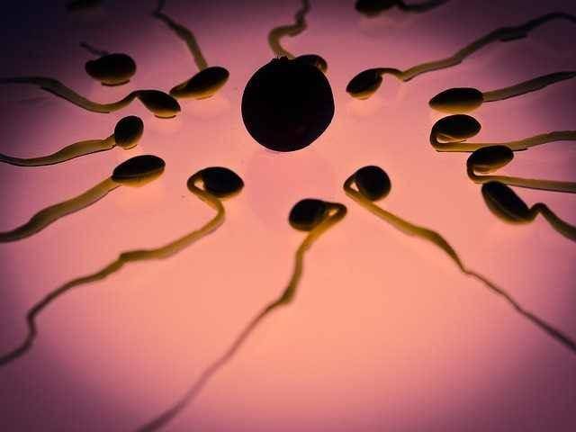 ilustrasi sperma dan sel telur (pixabay.com/TBIT)