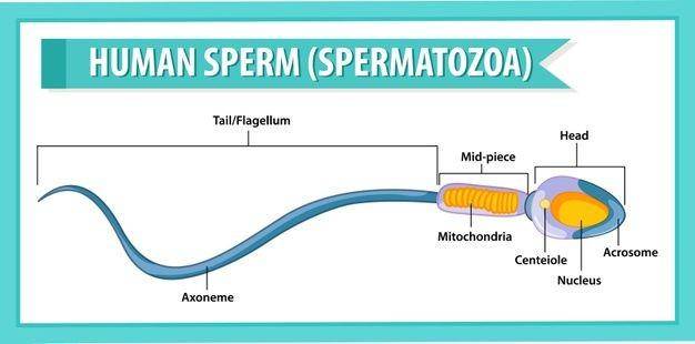 ilustrasi anatomi sperma (freepik.com/brgfx)