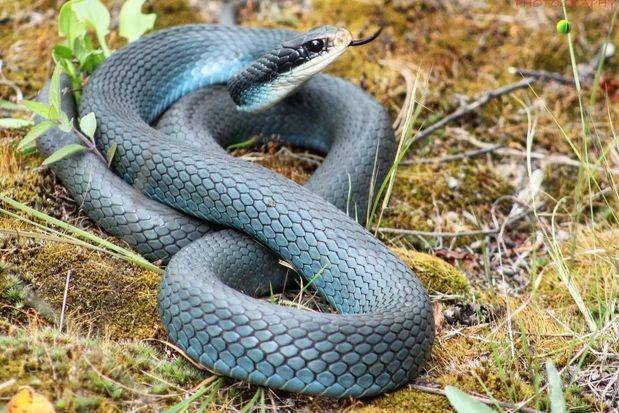 discoverwildlife.com