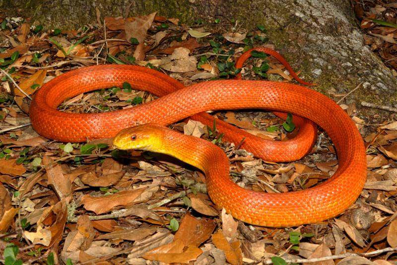 sunshineserpents.com