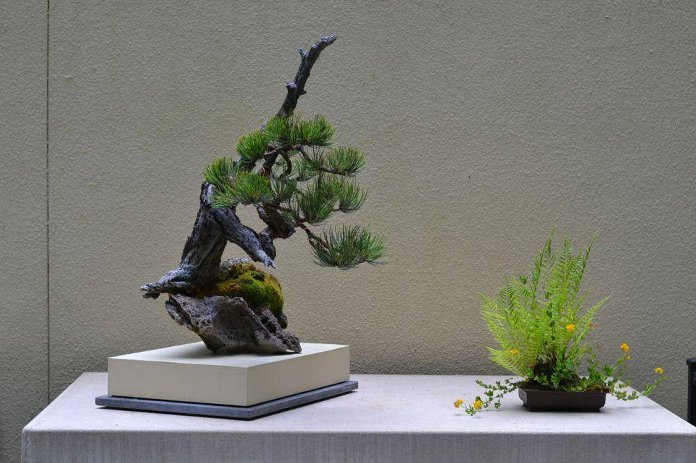 kusamonogardens.com