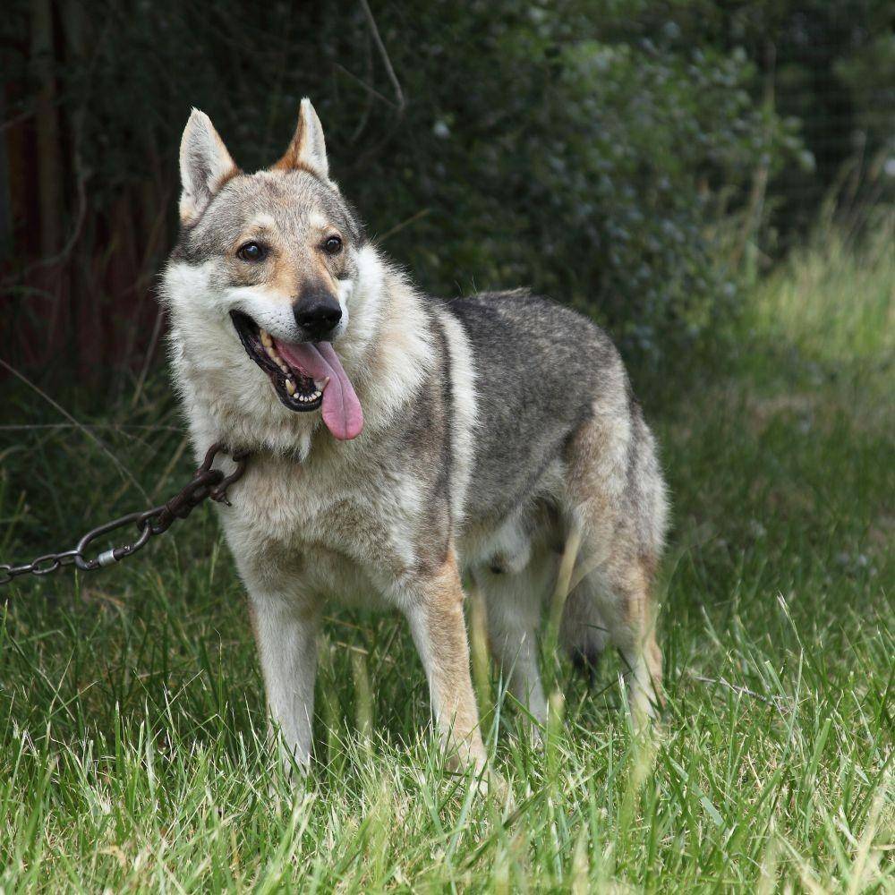thesprucepets.com