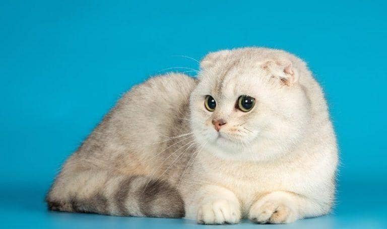 Catspro.com