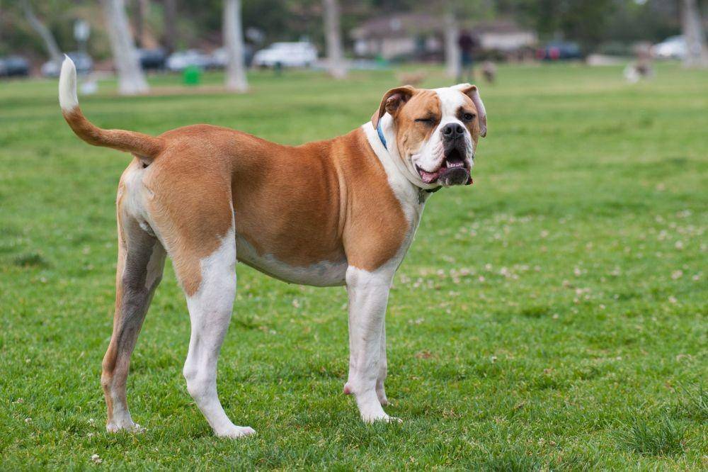 petplace.com