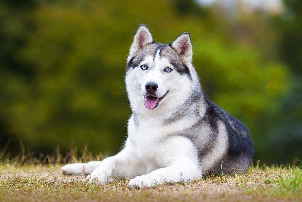 a-z-animals.com