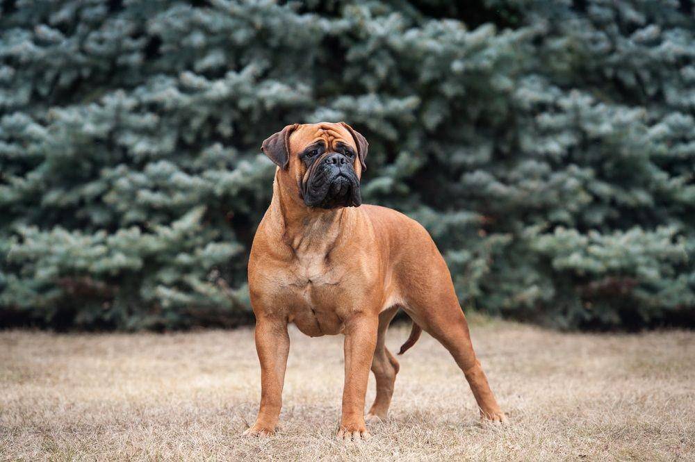 doggiedesigner.com